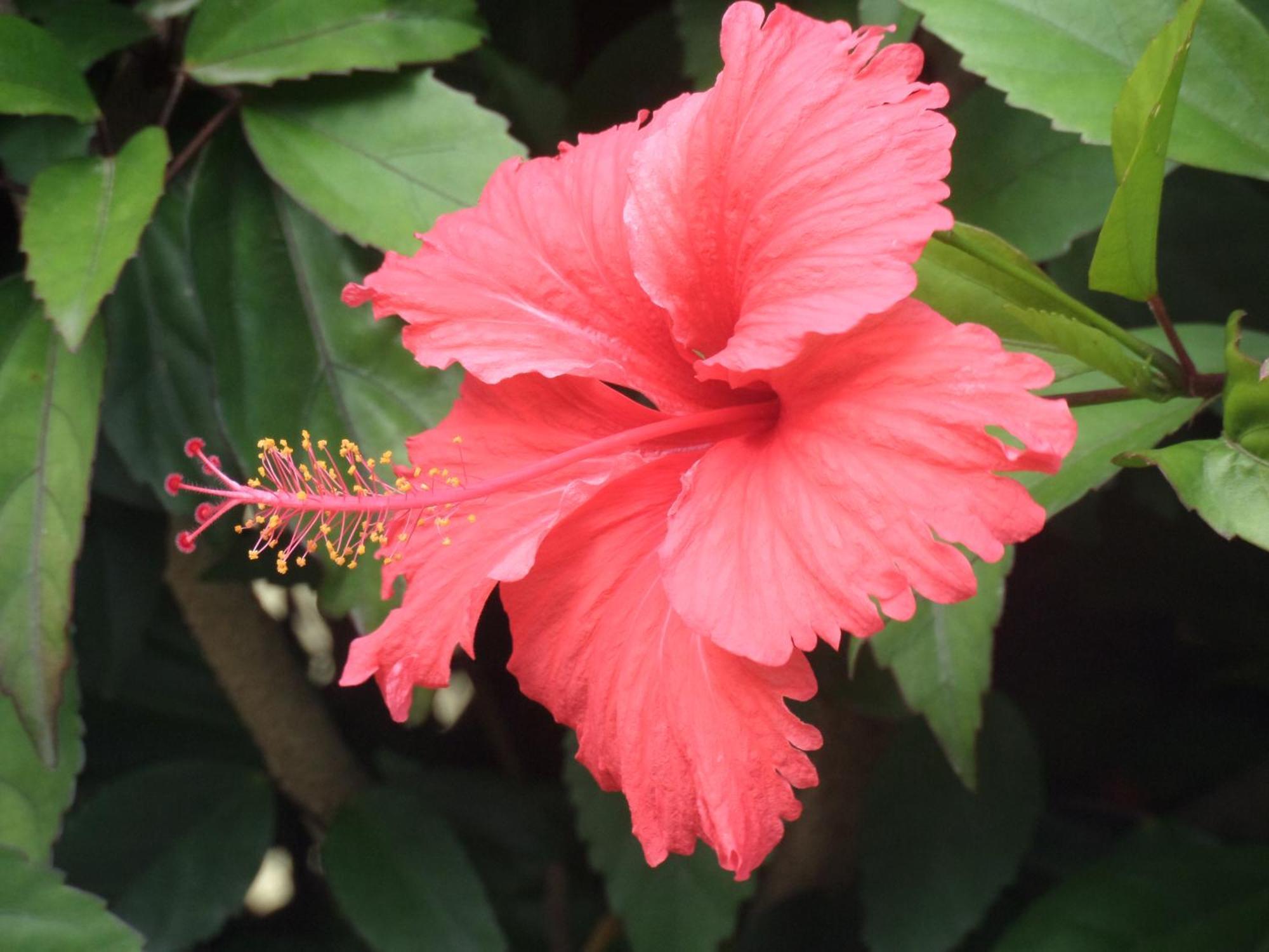 Caraibes Holidays سانت آن المظهر الخارجي الصورة